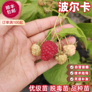 大果波尔卡双季红树莓苗盆栽覆盆子果树苗南北方地栽种植当年结果