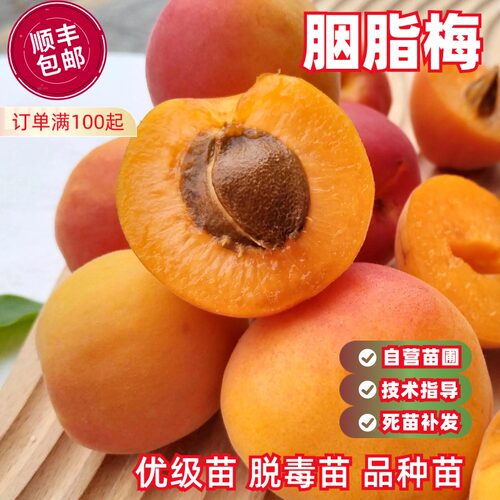 胭脂梅树苗脆甜中熟丰产