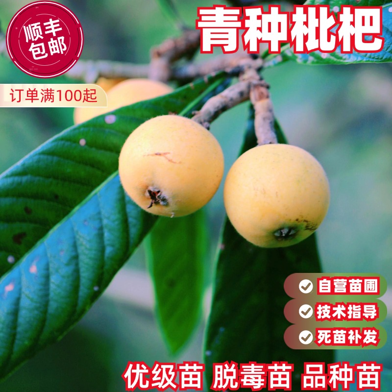 青种枇杷树苗中熟丰产软甜