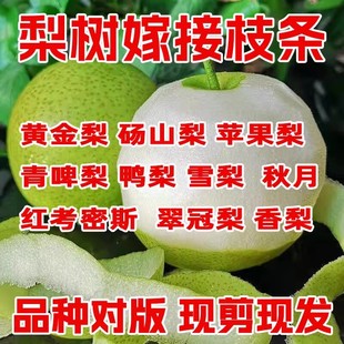 鸭梨条子雪黄金砀山梨秋月苹果梨啤梨香酥梨梨树嫁接枝条梨树码子