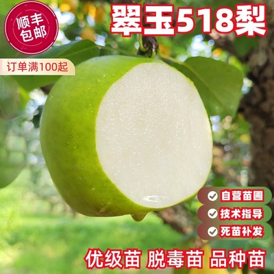 翠玉518梨树苗中熟软甜多汁丰产