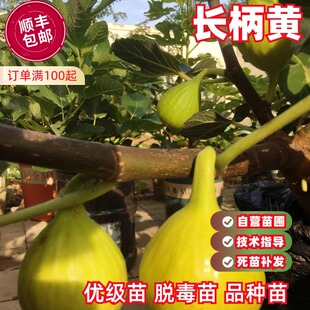 长柄黄无花果树苗浓甜丰产无花果苗南北方种植盆栽庭院地栽果树苗