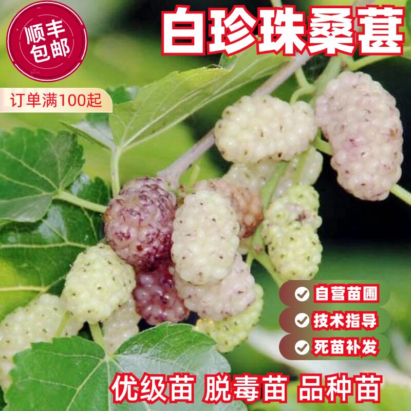 白珍珠果桑苗白色桑葚苗桑葚树苗盆栽特大南北方庭院地栽种植耐寒