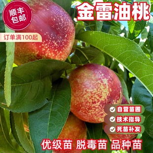 嫁接金雷油桃树苗特早熟五月红黄肉油桃树果苗南北方庭院盆栽地栽