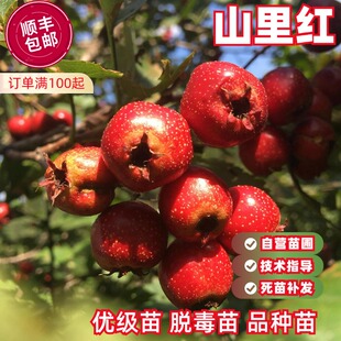 山里红树苗嫁接山楂树活苗盆栽庭院地栽果树苗南北方种植当年结果