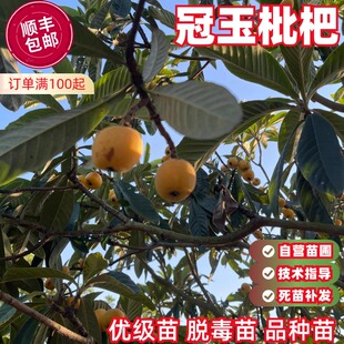 冠玉枇杷树苗嫁接无核枇杷苗当年结果南北方种植庭院地栽阳台盆栽