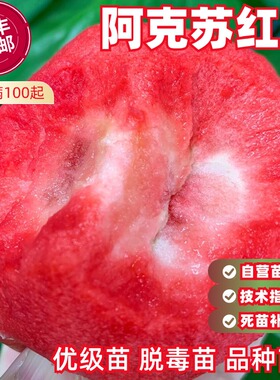 阿克苏红肉苹果树苗北方南方种植地栽阳台盆栽红色之爱红心苹果苗