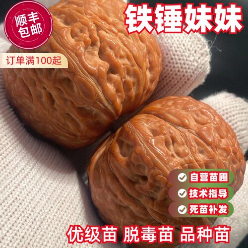 铁锤妹妹文玩丰产品相好文完