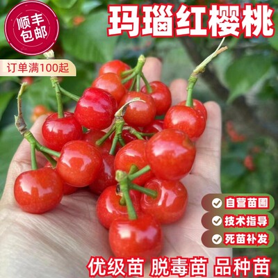 玛瑙红樱桃丰产特大早熟脆甜
