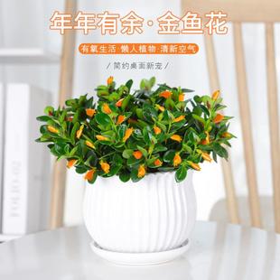 观花植物金鱼花室内客厅观花植物豆瓣绿四季 常青 金鱼吊兰盆栽四季