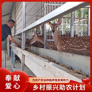 【慈善捐款】乡村振兴助农 捐赠牛羊蔬菜大棚 种植养殖 爱心捐款
