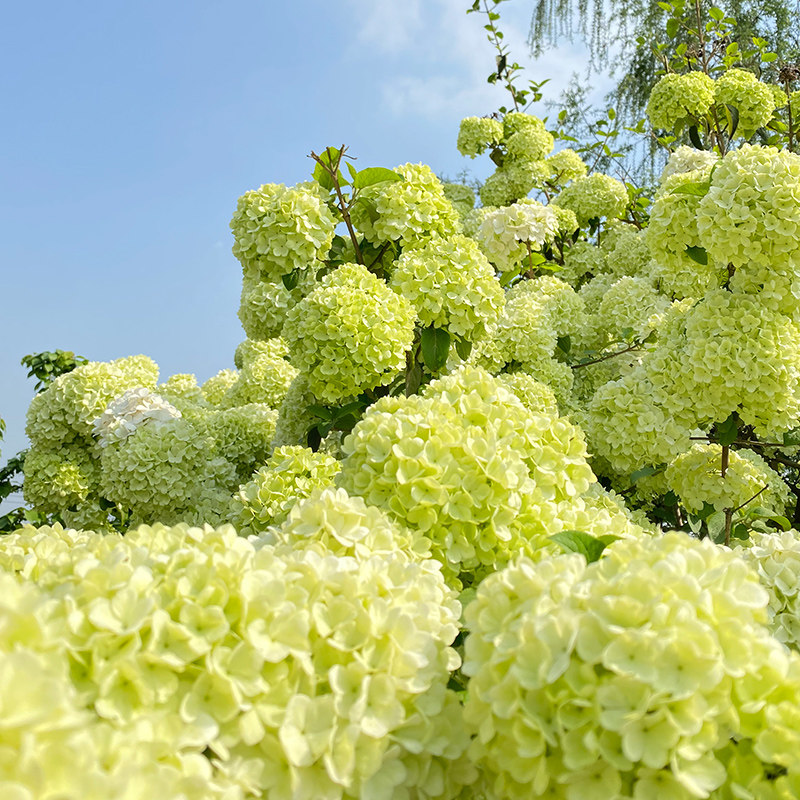 中华木绣球大花庭院花园地栽耐热耐寒观赏性木本植物花卉