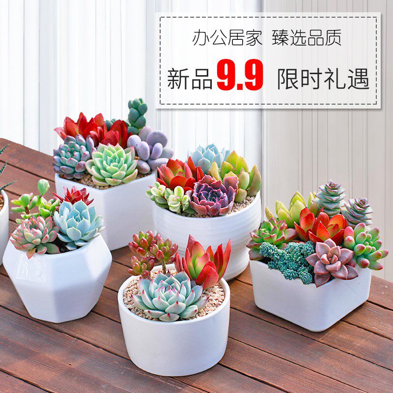 仙人掌仙人球绿植盆栽多肉室内电脑桌摆件陶瓷防辐射好养组合北欧