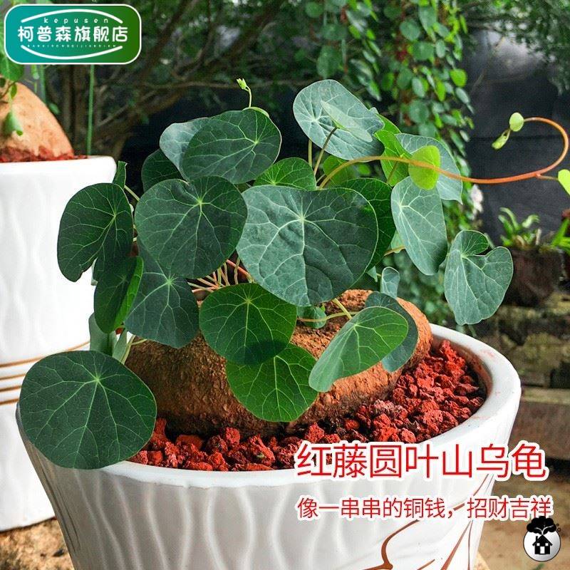山乌龟植物金不换盆栽红藤圆叶懒人绿植爬藤观叶地不容金线吊乌龟