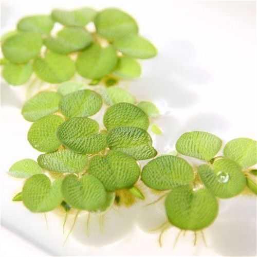 鱼缸净水槐叶萍浮萍水草圆心萍净化水质水培绿植庭院办公室鱼虾龟