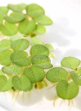 鱼缸净水槐叶萍浮萍水草圆心萍净化水质水培绿植庭院办公室鱼虾龟