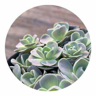 子持莲华爆盆多肉子持莲华老桩多头大株盆栽组合桌面阳台室内办公