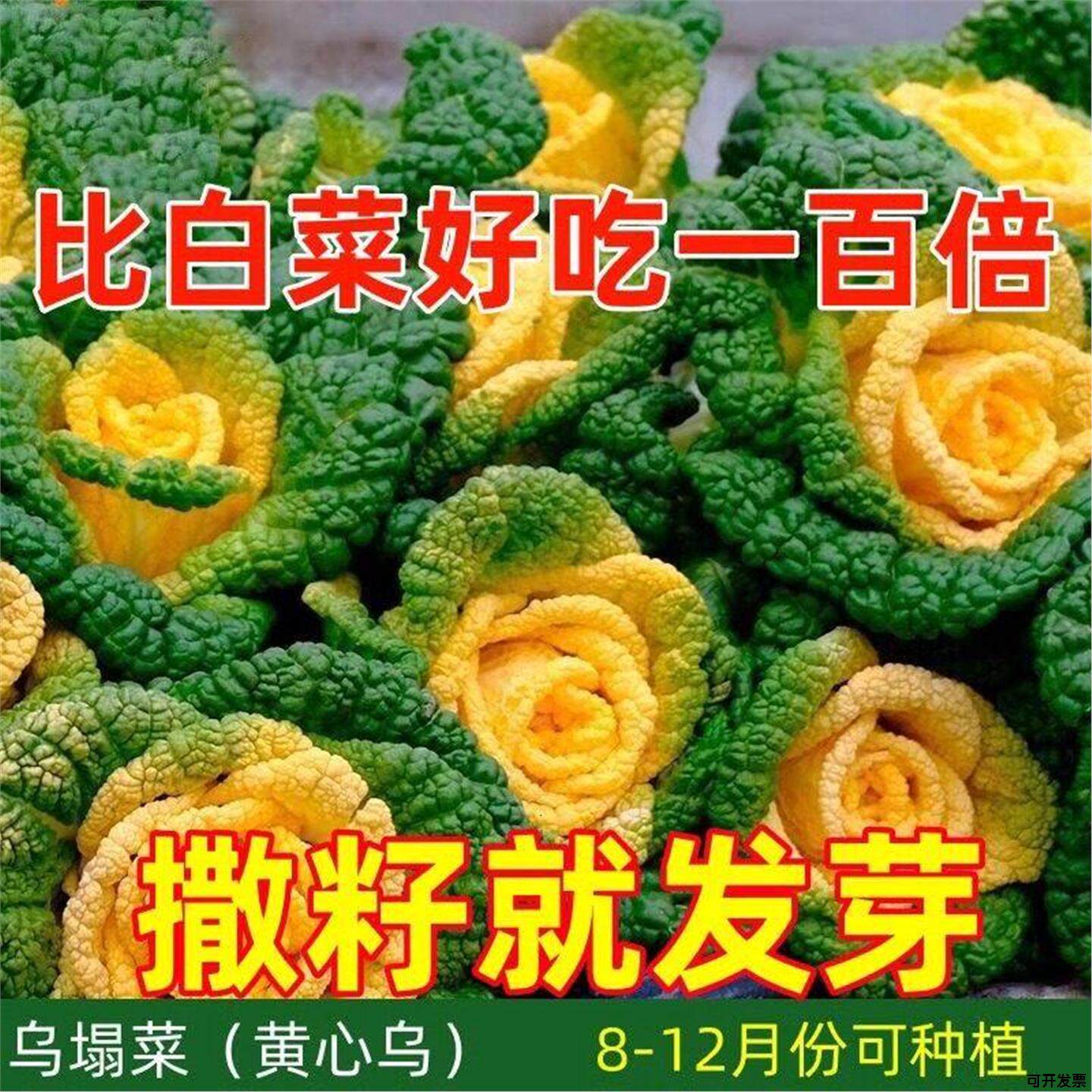 乌塌菜乌蔬菜种子种子菊花种籽奶油青菜黄心黄心秋冬季耐寒四季心