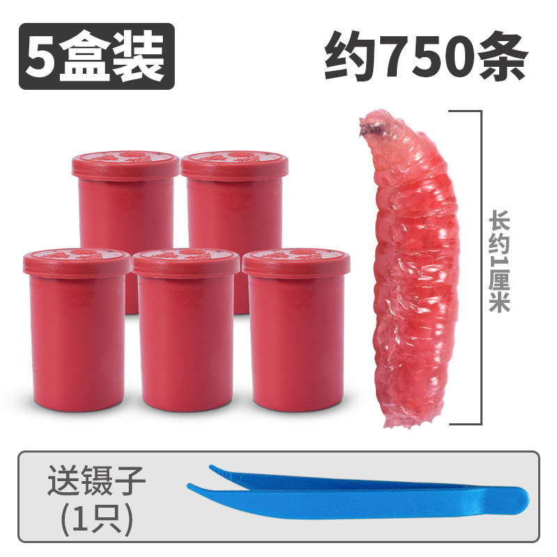 鲜活红蛆虫活饵鱼饵野钓神饵户外野钓饵料溪流河流爆护饵红曲虫
