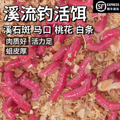 溪流钓溪石斑马口桃花白条专用活饵红蛆虫小物钓饵料鲜活驱虫曲虫
