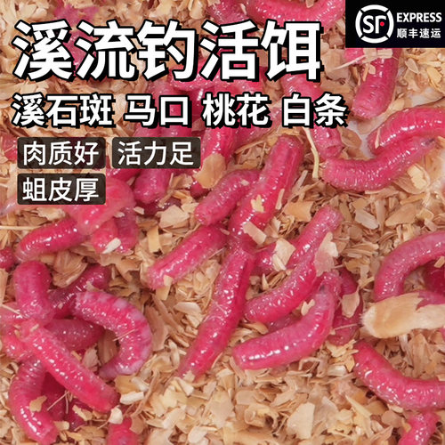 溪流钓溪石斑马口桃花白条专用活饵红蛆虫小物钓饵料鲜活驱虫曲虫