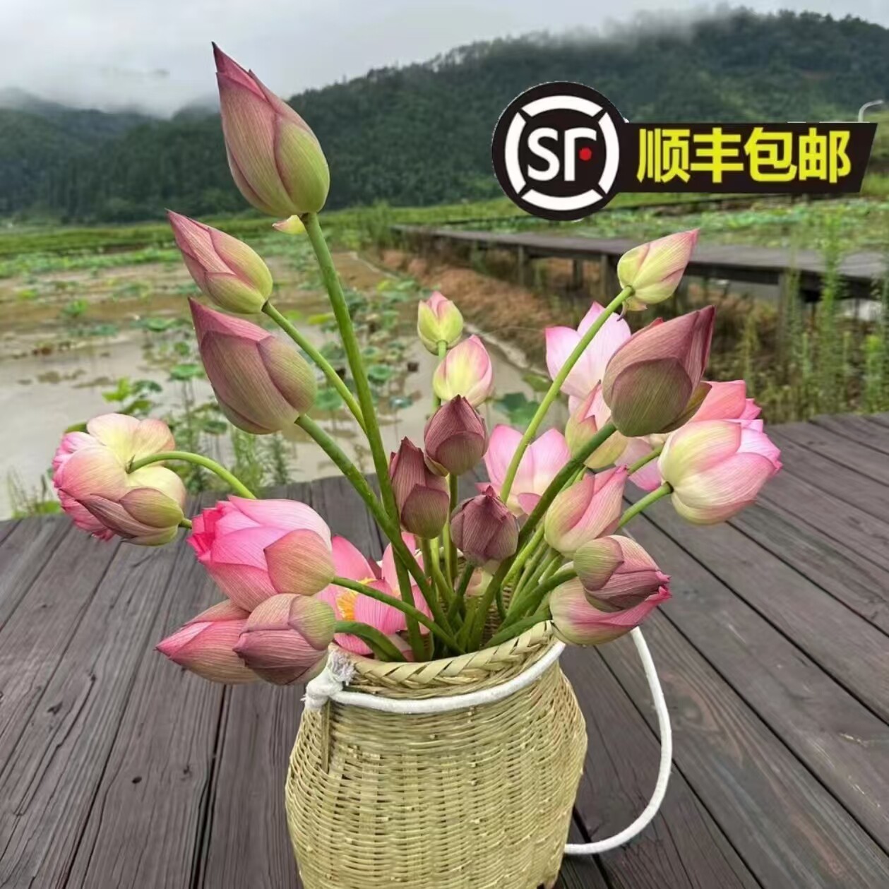 26年新鲜采摘山东粉色荷花