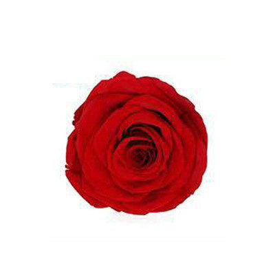 高品质A级5-6cm永生玫瑰花头6朵装diy手工婚庆情人节礼物装饰花材