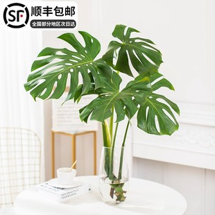 水培龟背竹盆栽室内大叶热带网红绿植物客厅带根春羽老桩水养竹子