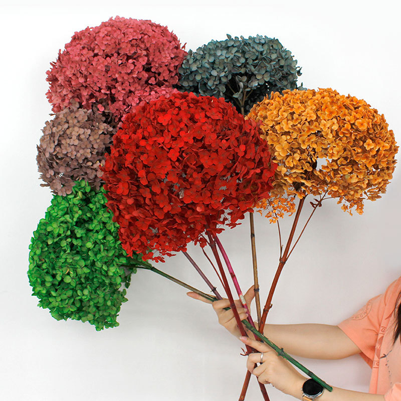 永生花小叶A级安娜绣球单支吸色保鲜花花材DIY客厅抖音直播摆件