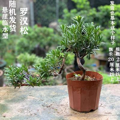 小叶榆树老桩小叶福建茶雀梅九里香清香木罗汉松榕树栀子花盆景