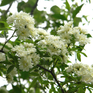 七里香花苗 木香花苗 白木香 黄木香爬藤植物 阳台红木香攀援花卉