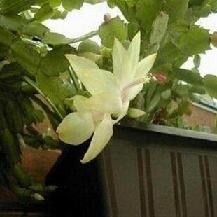 极速蟹爪兰盆栽带花苞o多色四季开花室内花卉嫁接带根原土发吸甲