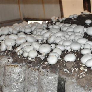 极速双孢菇蘑菇菌包食用s菌包菌棒菇阳台口蘑蘑菇种植菌包 ,,,