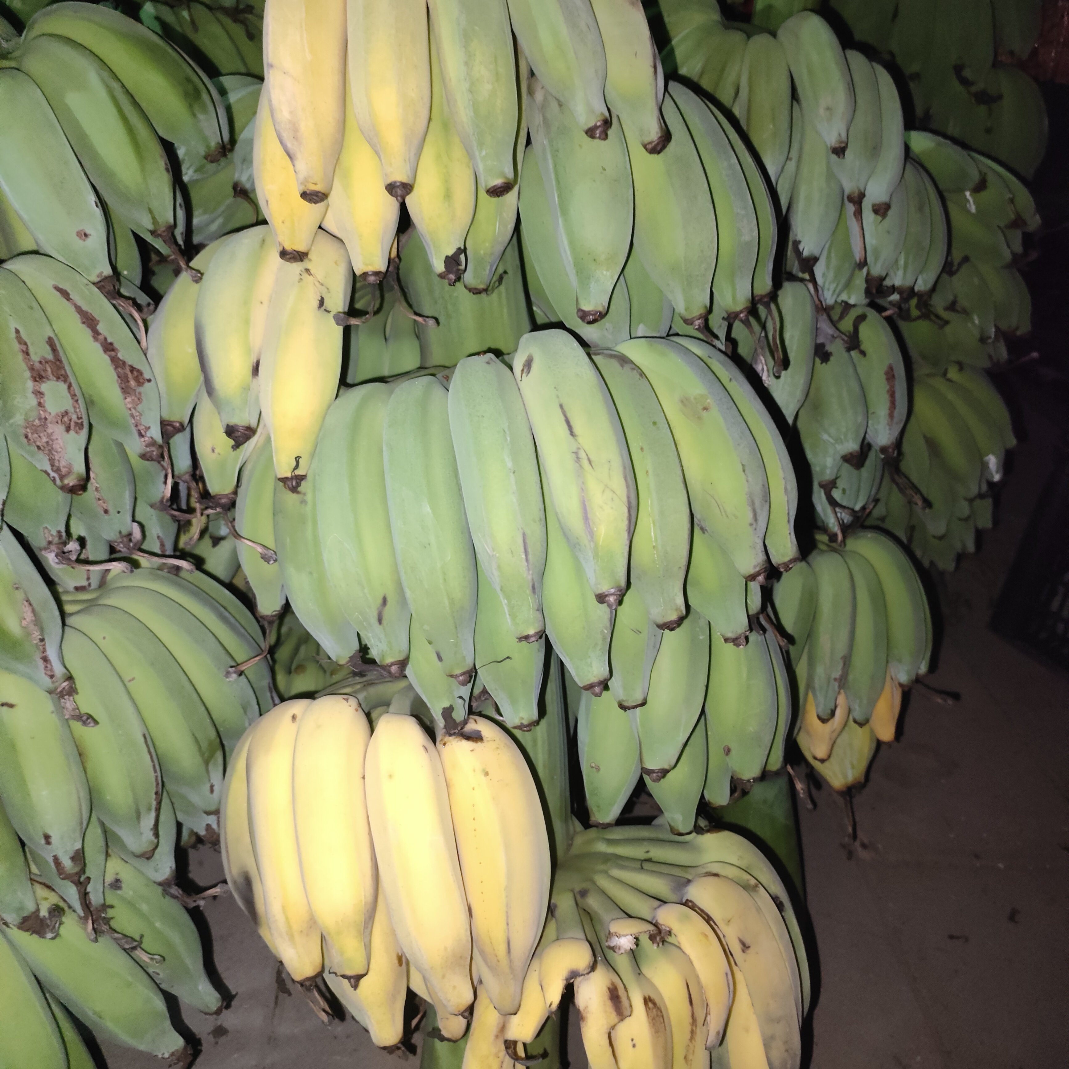 云南老品种芭蕉 西贡蕉糯米蕉 香蕉