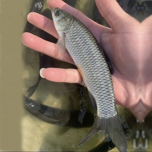 极速草鱼苗d活鱼苗皖鱼苗优质大草鱼草鱼活鱼苗半斤重鱼苗淡水鱼