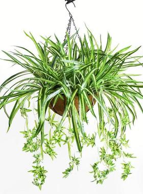 极速真植a物绿假植金边吊盆82309仿垂吊吊篮装饰阳台栽室兰内塑料