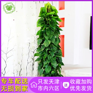 小叶绿萝室内花卉新装修房常用植物办公室绿植心叶藤杏叶藤绿植