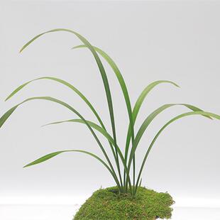 兰花苗彩云追月建兰铭品四季朵云老种浓香绿植花卉夏季带花苞