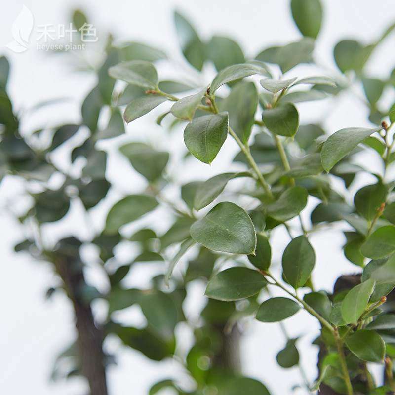 黑骨茶小叶紫檀盆景树桩植物盆栽室内绿植办公室盆栽绿色植物四季