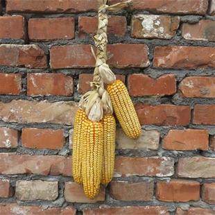 五谷丰登挂饰农家乐干玉米棒子农作物装饰玉米穗带皮真玉米串挂件