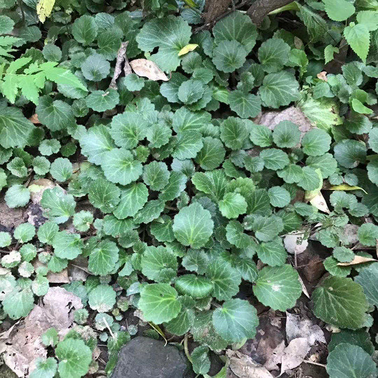 虎耳草盆栽金线吊芙蓉石金丝荷叶苗假山附石盆景吊金钱姬虎耳草苗