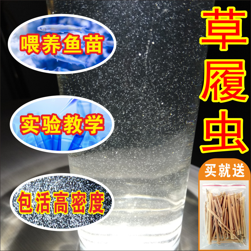 厂家草履虫洄水回水草p覆虫幼鱼鱼苗水花开口料水蚤鱼饲料500目过