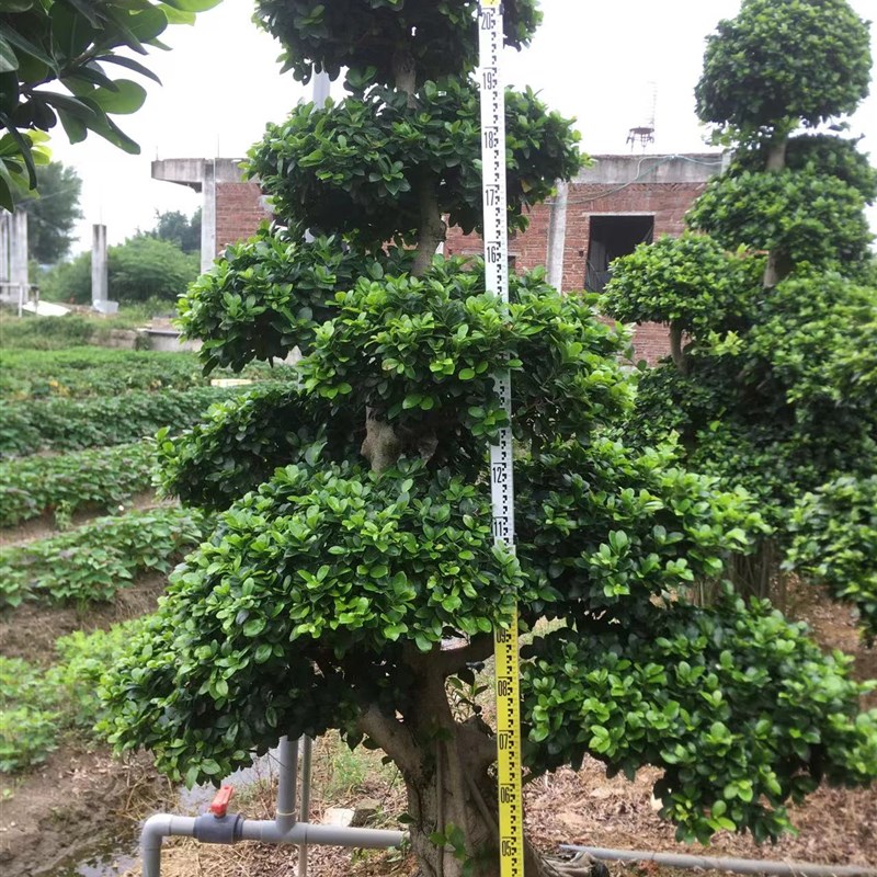 大型造型榕树盆景小叶榕金钱榕摇钱树四季常绿室内外庭院绿化景树