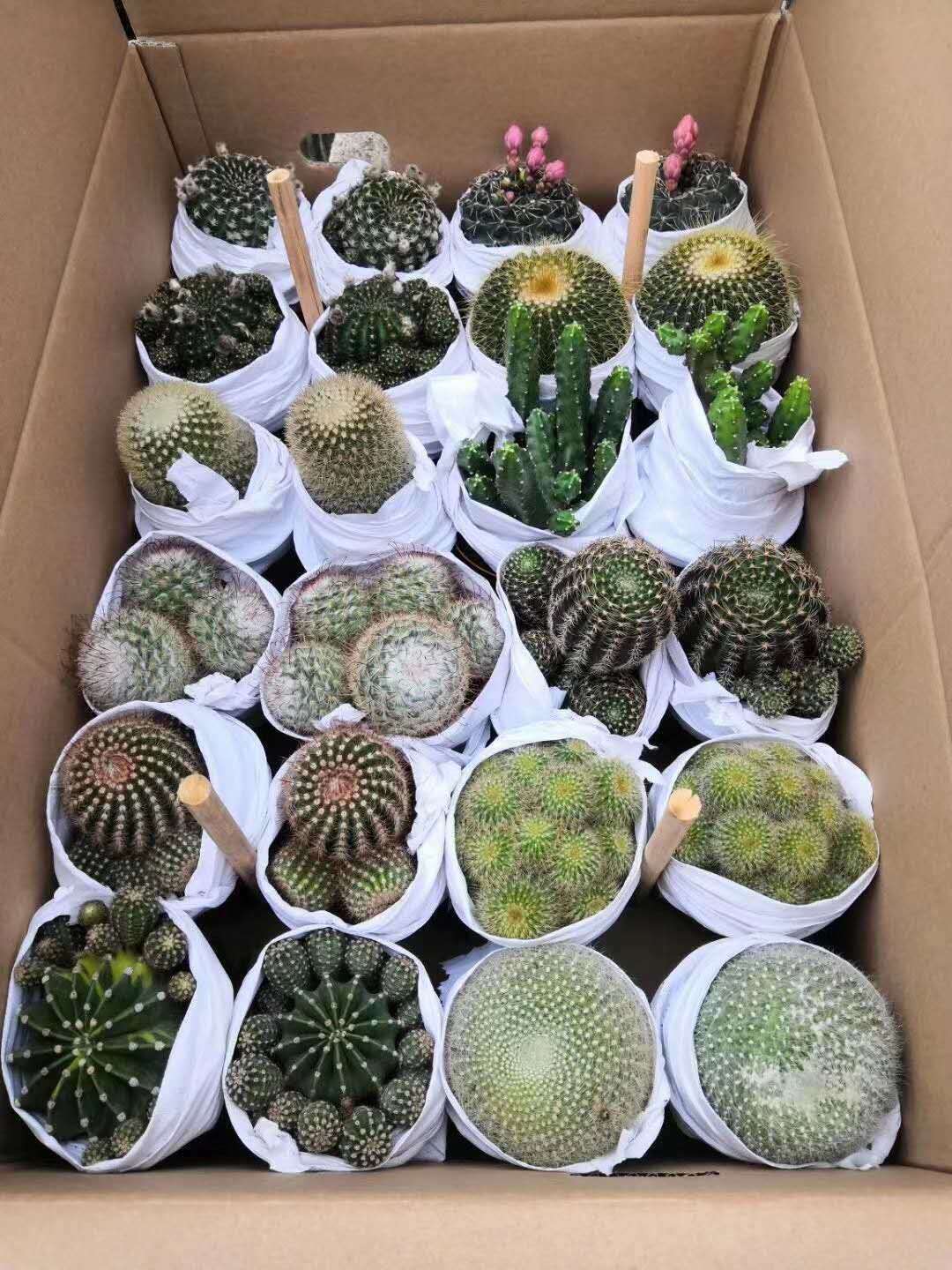 【基地直供】仙人球盆栽居家花卉绿植盆栽随机十二色球混装