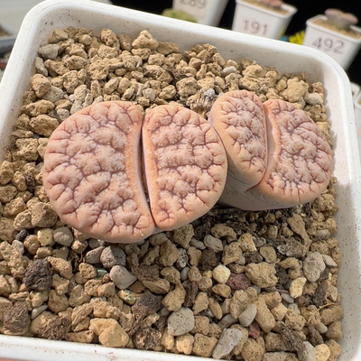 286母本向日葵多肉植物生石花