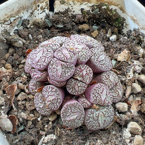 263墨群生