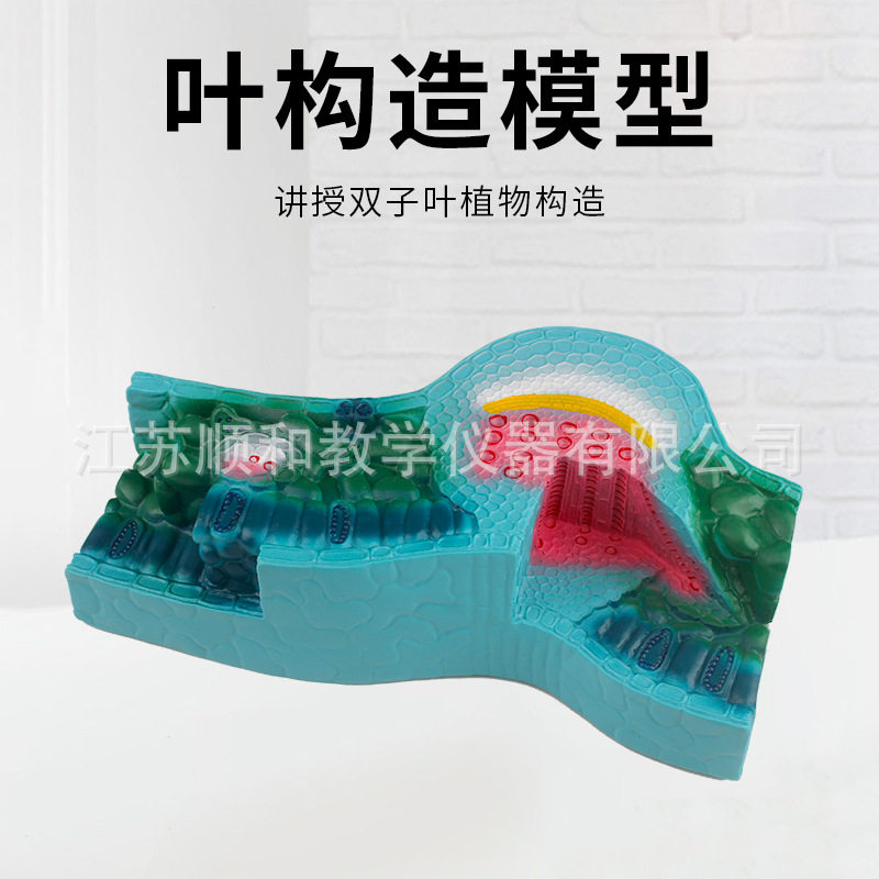 蚕豆表皮细胞栅栏海绵组教学模型