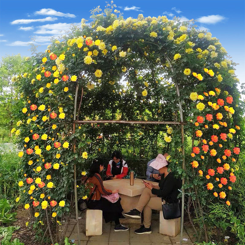 速发藤彩虹爬藤月季藤本大苗庭院多季蔷薇花苗母本大花玫瑰地栽爬,鲜花速递/花卉仿真/绿植园艺,月季/蔷薇/玫瑰,淘宝优惠券,粉丝福利购,淘宝优惠卷