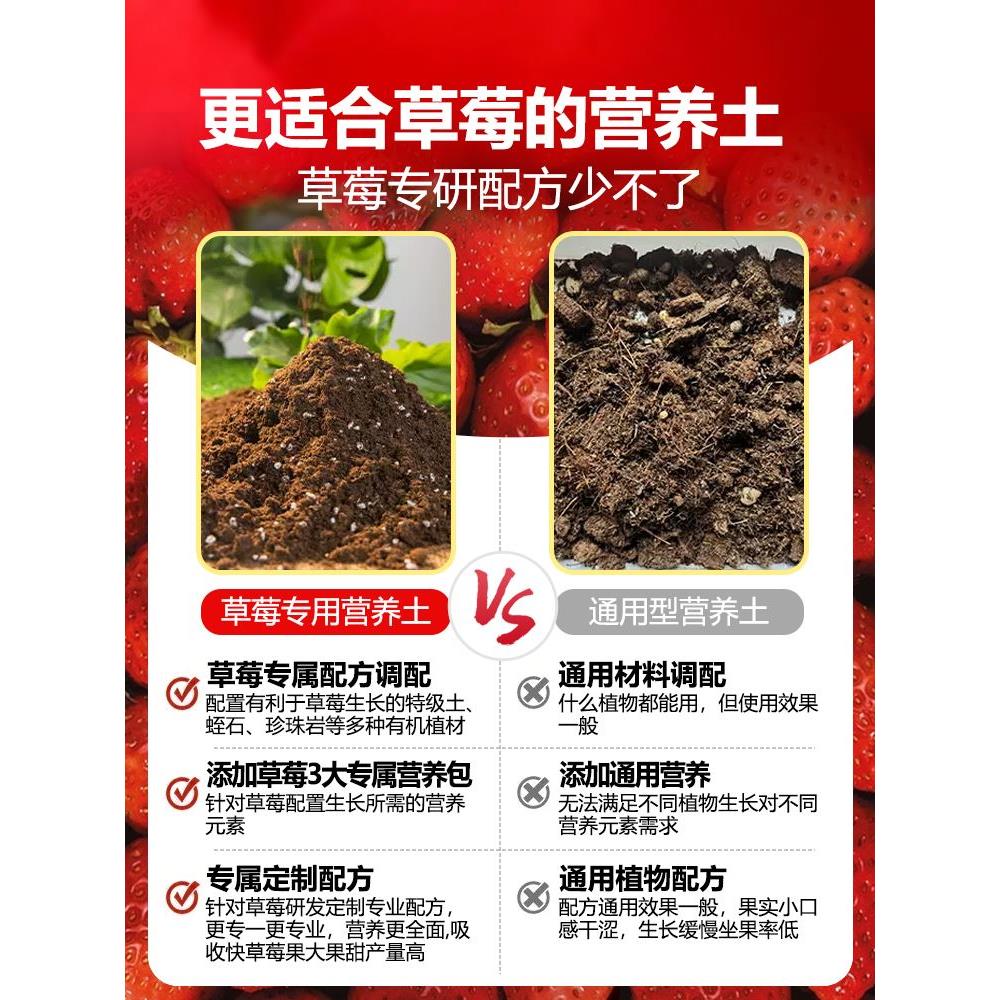 种草莓专用土营养土阳台草莓肥料专用肥盆栽草莓苗土壤泥土种植土-封面