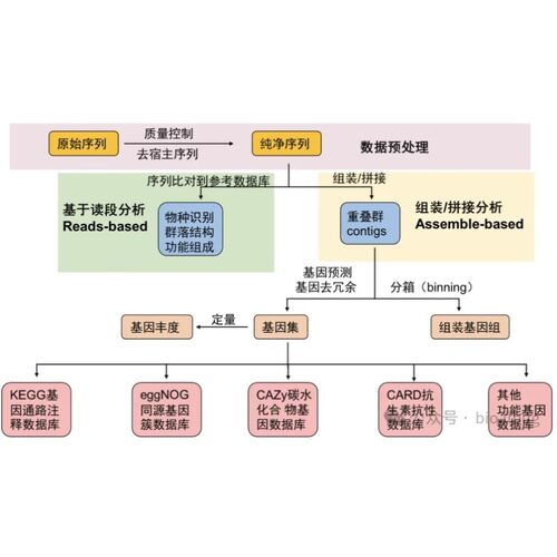 宏基因组数据分析/物种注释/组装拼接/基因预测/binning分箱/MAGs